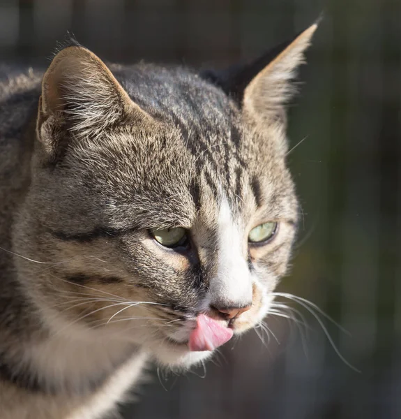 猫は舌を出す 自然公園で — ストック写真