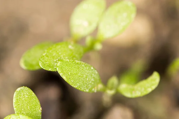 Зелена Паростка Землі Макро Парку Природі — стокове фото