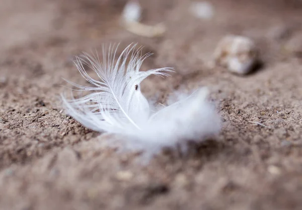 White Feather Ground Park Nature — Stock Photo, Image