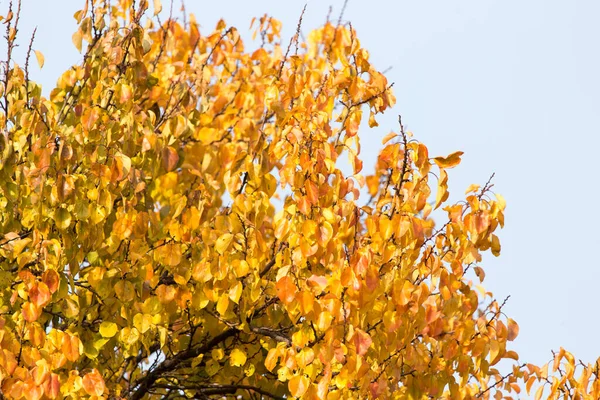 Foglie Sull Albero Natura Autunno — Foto Stock