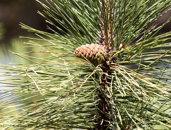 Cones Tree Nature Park Nature — Stock Photo, Image