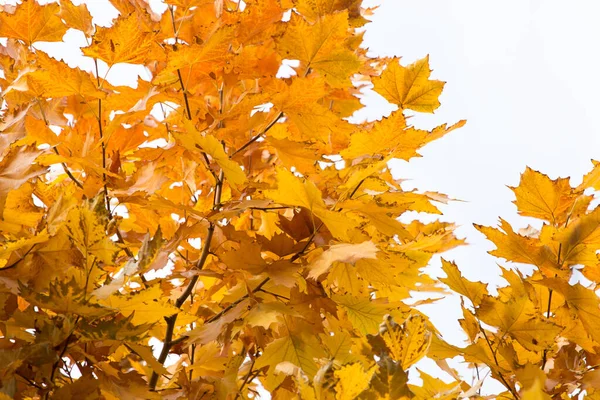 Liście Drzewie Przyrodzie Jesienią — Zdjęcie stockowe
