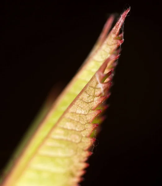 Listoví Stromů Přírodě Makro Parku Přírodě — Stock fotografie