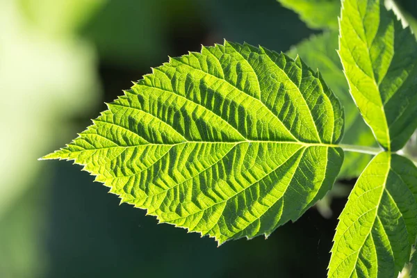 Arkaplan olarak yeşil yaprak. Doğadaki parkta.