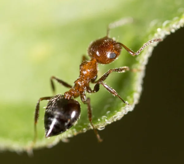 Ant Nature Macro Park Nature — Stock Photo, Image
