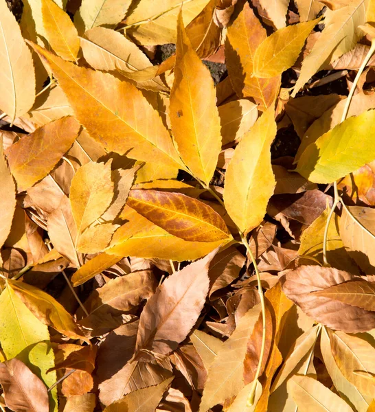 Желтые Листья Земле Качестве Фона — стоковое фото