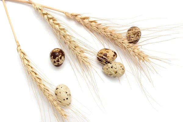 Weizen Mit Wachteleiern Auf Weißem Hintergrund — Stockfoto