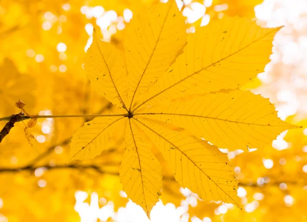 Die Blätter Baum Der Natur Herbst — Stockfoto