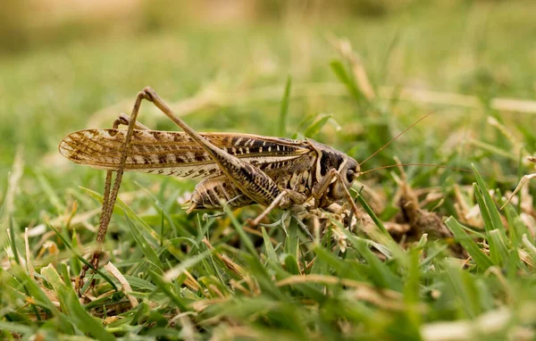 Grasshopper Nature Macro Park Nature — Stock Photo, Image