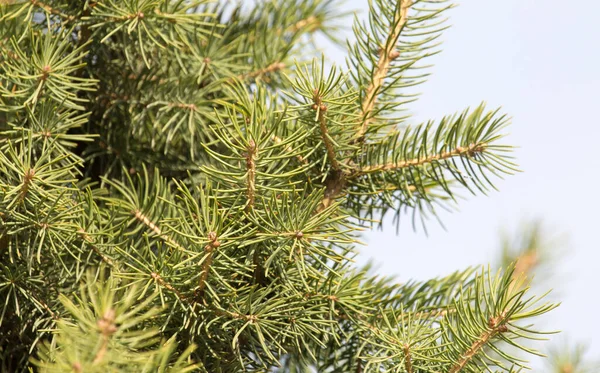 Zöld Fenyő Természetben Parkban Természetben — Stock Fotó