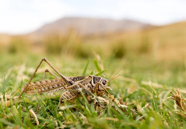 Heuschrecke Der Natur Makro Park Der Natur — Stockfoto