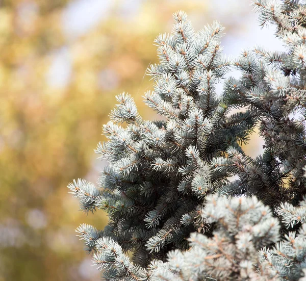 Blaufichte Auf Die Natur Park Der Natur — Stockfoto