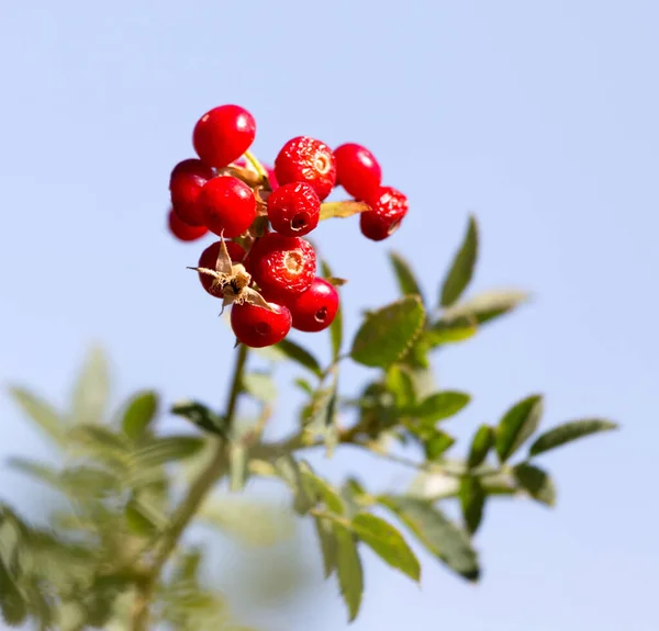 Red Barberry Blue Sky Park Nature — Stock Photo, Image