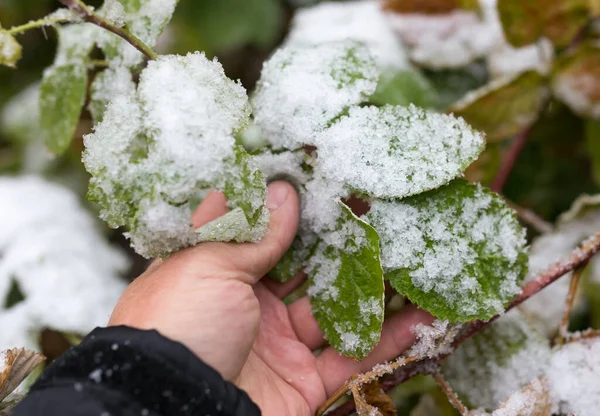 Leaf Snow Hand Nature — Stock Photo, Image