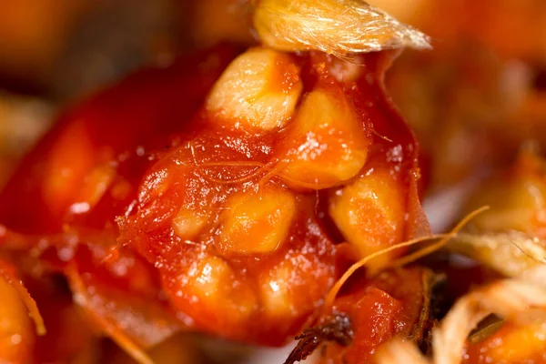 Rosehip Seeds Background Macro Photos Studio — Stock Photo, Image