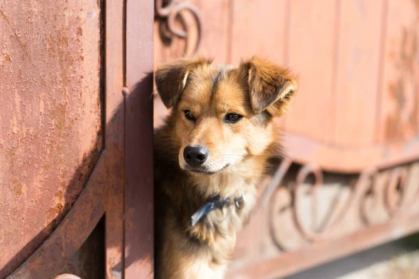 Dog Peeking Out Gate Park Nature — Stock Photo, Image