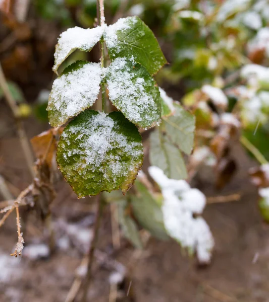 First Snow Leaves Plants — Stock Photo, Image