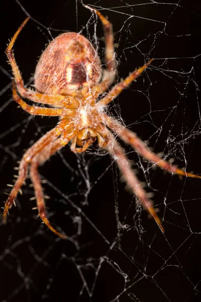 Spider Sur Toile Dans Parc Dans Nature — Photo