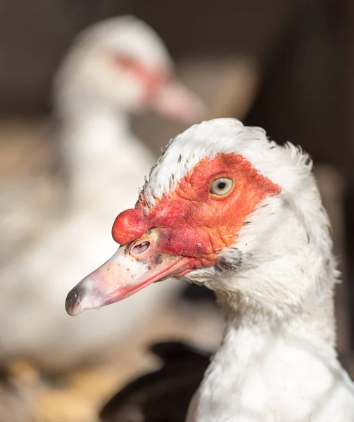 Weiße Ente Auf Einem Bauernhof Park Der Natur — Stockfoto