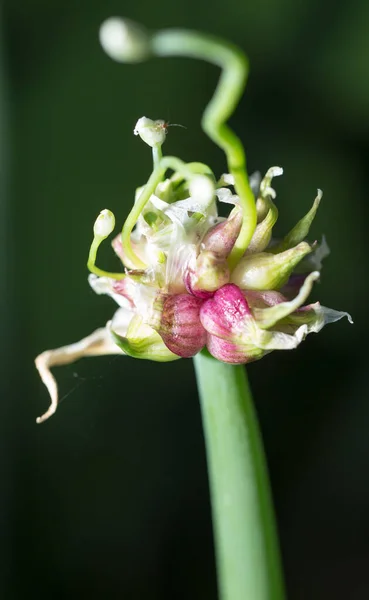 Graines Oignon Sur Nature Dans Parc Dans Nature — Photo