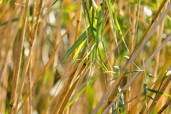 Bulrush Zewnątrz Jesienią Parku Przyrodzie — Zdjęcie stockowe