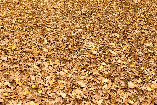Листья Земле Осенью — стоковое фото