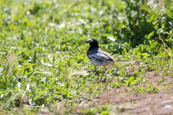 Swallow Bird Grass Park Nature — Stock Photo, Image