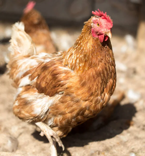 Pollo Allo Zenzero Nel Parco Nella Natura — Foto Stock