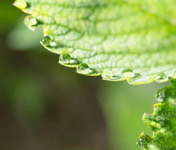 Tautropfen Auf Einem Grünen Blatt — Stockfoto