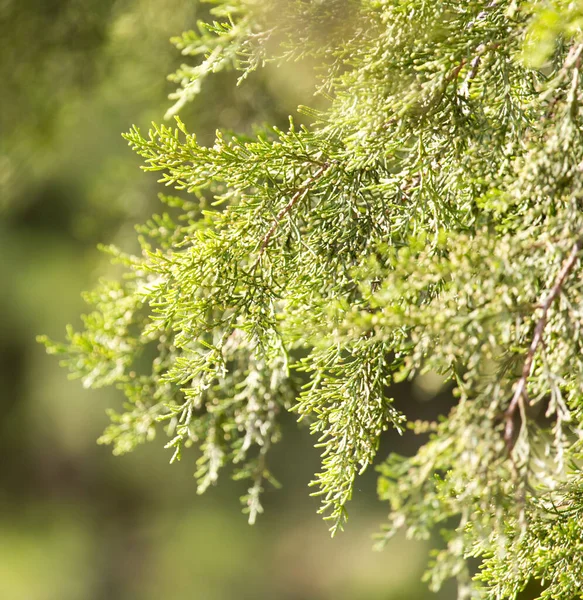 自然界中的绿色冷杉树 在大自然的公园里 — 图库照片