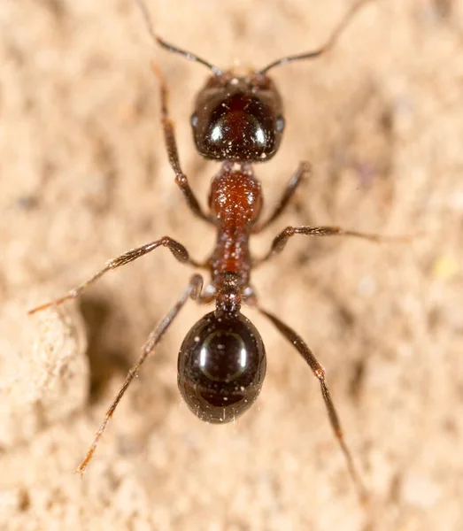 Doğadaki Karınca Makro Doğadaki Parkta — Stok fotoğraf