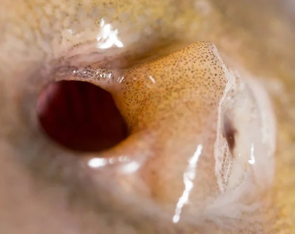 Ryby Nosa Makro Zdjęcie Abstrakcyjnej Tekstury — Zdjęcie stockowe