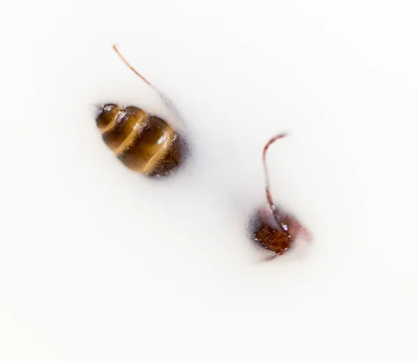 Formica Nel Latte Bianco Macro Foto Studio — Foto Stock