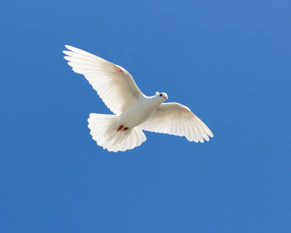 Weiße Taube Auf Blauem Himmel Park Der Natur — Stockfoto