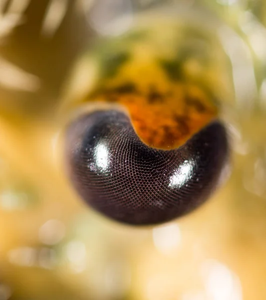 Raky Oči Zblízka Parku Přírodě — Stock fotografie