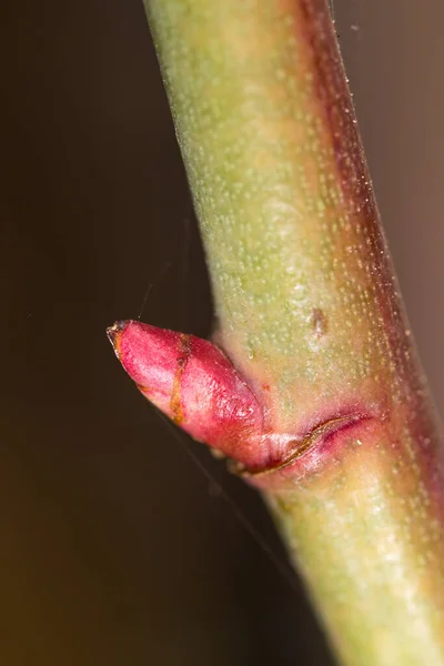 Bud Tree Branch Park Nature — Stock Photo, Image