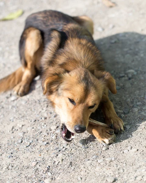 Dog Eats Bone Park Nature — Stock Photo, Image