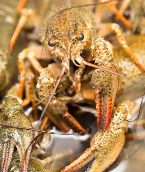 Crayfish Hidup Dalam Air Sebagai Latar Belakang — Stok Foto