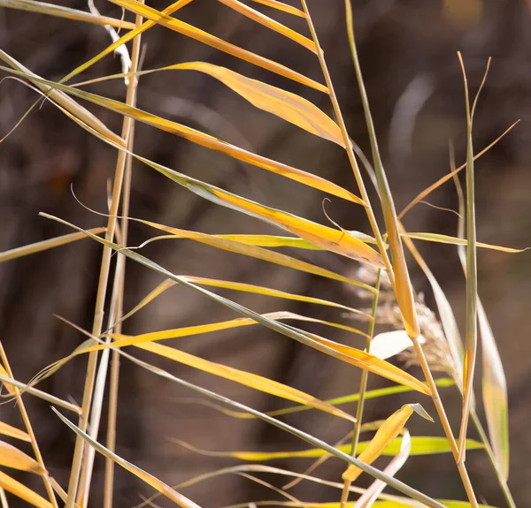 Bulrush Aire Libre Otoño Parque Naturaleza —  Fotos de Stock