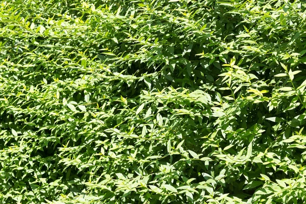 Groene Bladeren Plant Natuur — Stockfoto