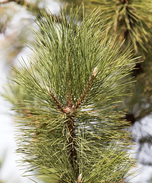 Grönt Gran Träd Naturen Parken Naturen — Stockfoto