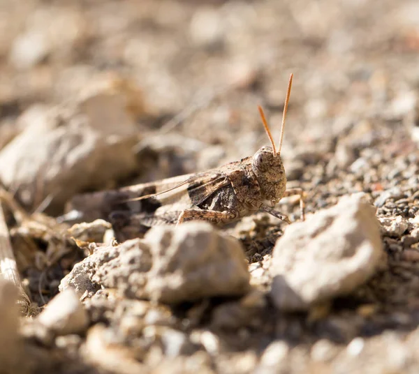 Grasshopper Ground Nature Park Nature — Stock Photo, Image