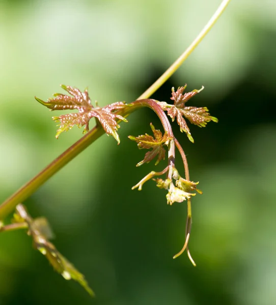 Young Grapes Nature Park Nature — Stock Photo, Image