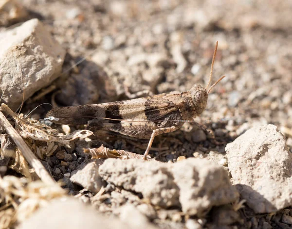 Grasshopper Ground Nature Park Nature — Stock Photo, Image
