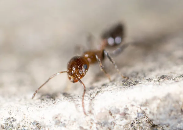 Mrówka Ziemi Makro Parku Przyrodzie — Zdjęcie stockowe