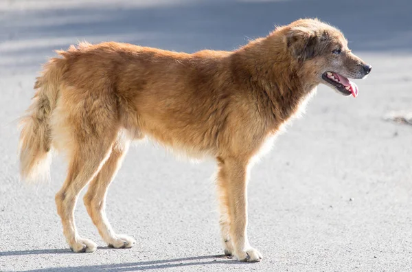 Dog Walking Nature Park Nature — Stock Photo, Image