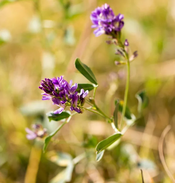 Blauwe Bloem Natuur Het Park Natuur — Stockfoto