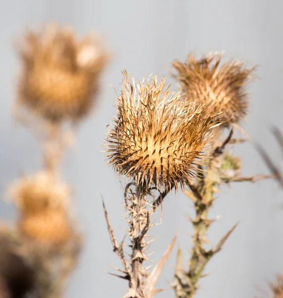 Plante Piquante Sèche Dans Nature Dans Parc Dans Nature — Photo