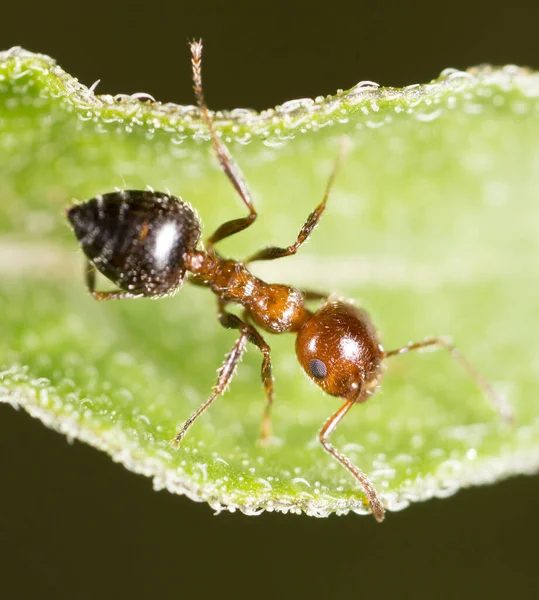 Doğadaki Karınca Makro Doğadaki Parkta — Stok fotoğraf