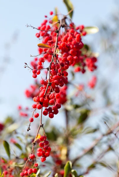 Červený Barberry Proti Modré Obloze Parku Přírodě — Stock fotografie